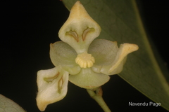 Orophea monosperma